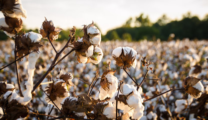Cotton Field © andrearenata