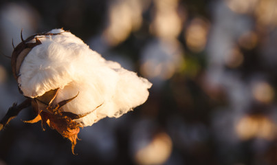 Cotton Field