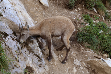 Bouquetin