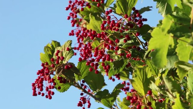 viburnum bunch of red ripe berries on the branches