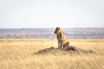 Male lion standing in the Serengeti great plains