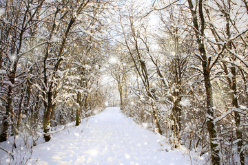 Fototapeta premium Winter forest and snowfall.