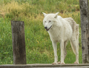 Arctic Wolf