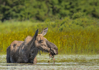 Canadian Moose