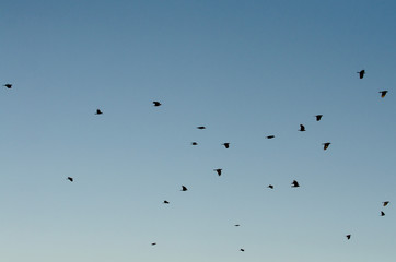 Blue Sky and Birds