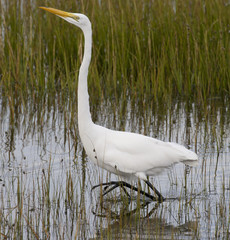 Fototapeta premium Egret on the move