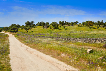 Fototapeta premium Via de la Plata way to Santiago Dehesas of Spain