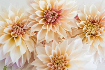 Kussenhoes Dahlias © Brittany