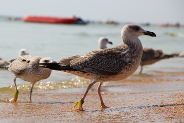 seagulls on the beach