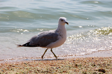 seagulls on the beach