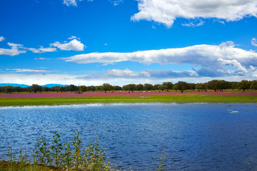 Extremadura dehesa grasslands lake in Spain