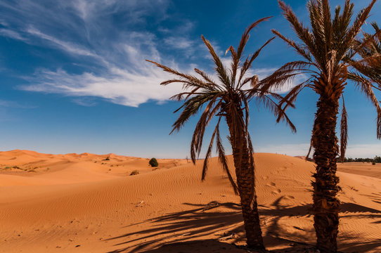 Palmen in der Sahara bei Merzouga (Erg Chebbi); Marokko 