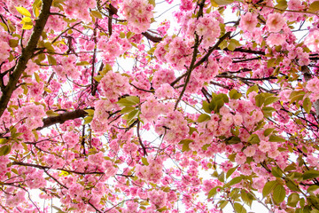 Japanese cherry tree blossom