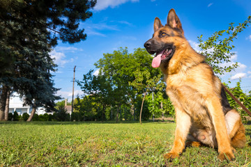 German Shepherd sitting on the green grass