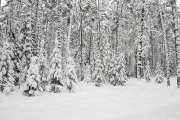 Winter forest. Trees in the snow. Trees covered with snow. Snowdrifts after a Blizzard. Snow-covered forest. The seasons - winter. Fairy-tale forest.