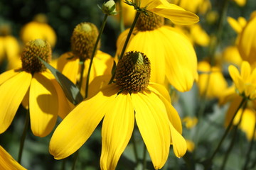 Yellow Sonnenhut (Echinacea)