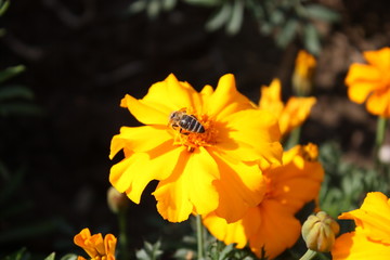 Bee on tagetes blossom