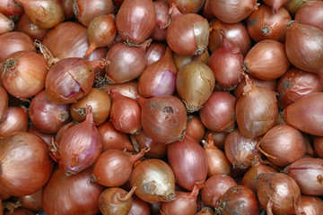 Common bulb onion on retail market display