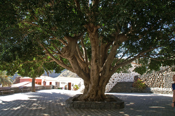 alter Olivenbaum