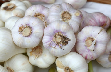 Bunch of fresh garlic bulbs sale on retail market
