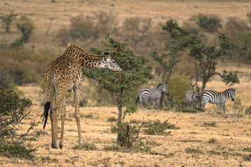 Adult female Masai Giraffe