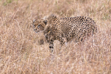 cheetah