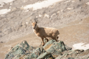 Naklejka premium Young alpine capricorn on a rock