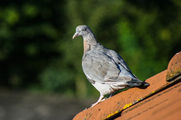 Dove on a roof
