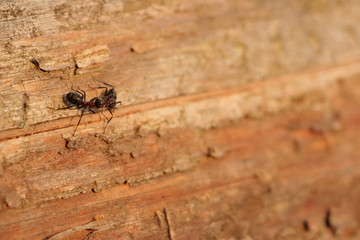 Ant fight on wood