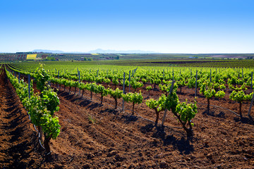Fototapeta na wymiar Ribera Guadiana vineyard Extremadura Spain