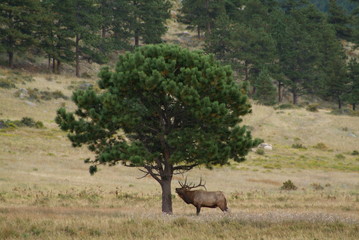Obraz na płótnie Canvas Bugling Elk