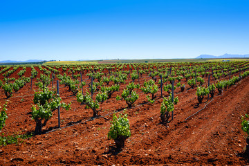 Fototapeta na wymiar Ribera Guadiana vineyards Extremadura Spain