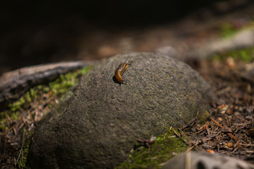 Snail on a Rock