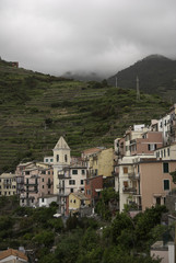 Fototapeta na wymiar Terrace vineyards on Cinque Terre, Italy Hiking trail