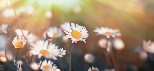 Daisy flower in meadow - beautiful daisy flowers lit by sun rays