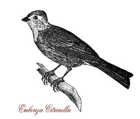 Yellowhammer, wildlife vintage engraving