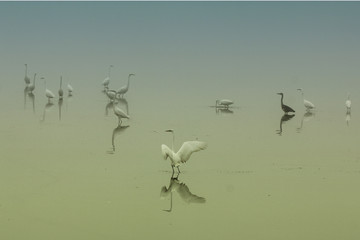 danse sur l'eau