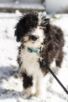Puppy Sheepadoodle