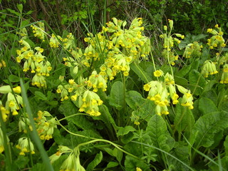 Cowslips (Primula veris) flowering in an orchard