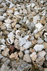 Beach Rock texture Bahamas