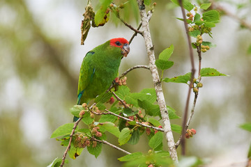 Scharlachkopfpapagei an einem Maulbeerbaum © Michael Fritzen