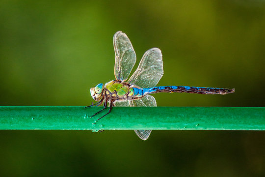 Dragonfly
