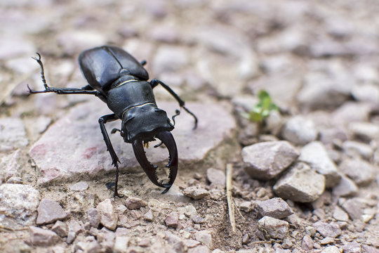 Stag Beetle Close Up