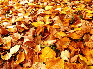 Fototapeta na wymiar A colourful carpet of golden autumn leaves
