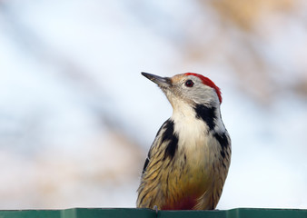 Woodpecker sitting on the green fence.