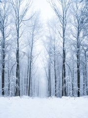 Verschneiter Wald im Winter