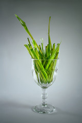 Green grass  in glass