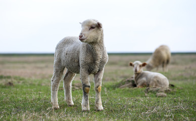 Obraz na płótnie Canvas little lamb in the pasture