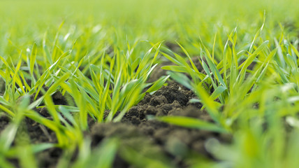 Obraz premium Young Wheat Sprouts Growing in the Field Close Up