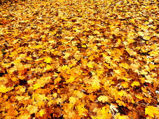 A colourful carpet of golden autumn leaves